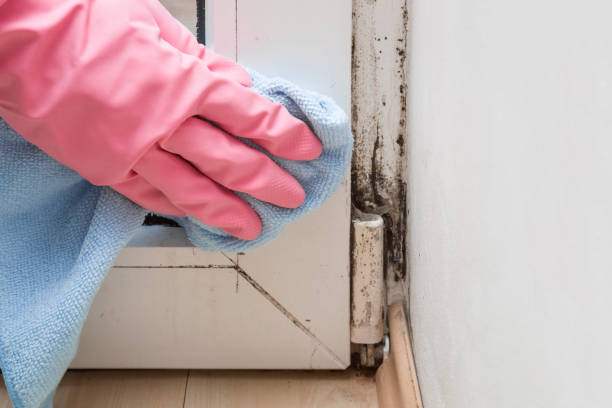 Best DIY Mold Remediation Support Services in Watertown, NY