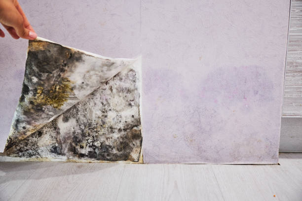 Best Black Mold Remediation in Watertown, NY